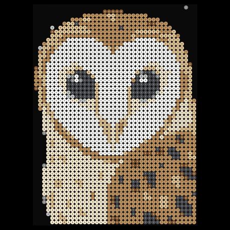 Barn Owl