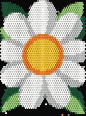 White Daisy