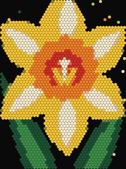Daffodil
