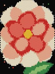 Peach Peony