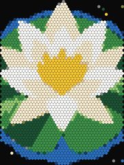 Water Lily