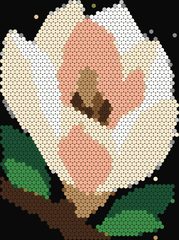 Magnolia