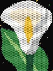 Calla Lily