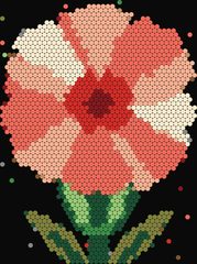 Carnation
