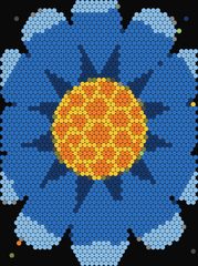 Blue Aster