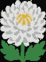 White Chrysanthemum