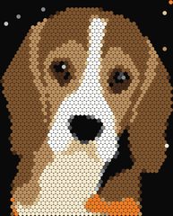 Beagle