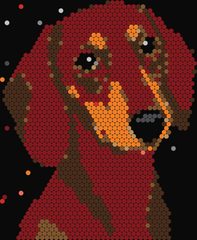 Dachshund