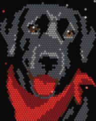 Black Labrador