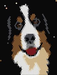Bernese Mountain Dog