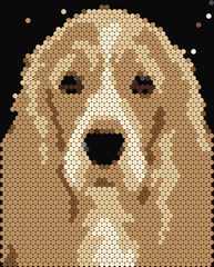 Cocker Spaniel