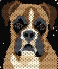 Boxer