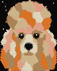 Apricot Poodle