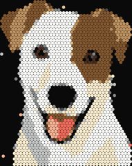 Jack Russell