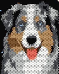 Australian Shepherd