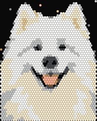Samoyed