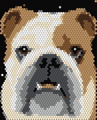 English Bulldog