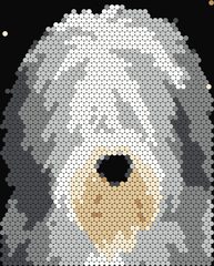 Old English Sheepdog