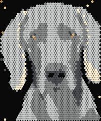 Weimaraner