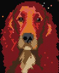 Irish Setter