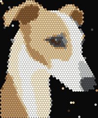 Whippet