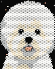 Bichon Frise