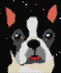 Boston Terrier