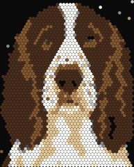 Springer Spaniel