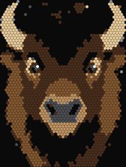 Bison