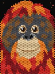 Orangutan