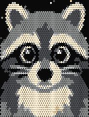 Raccoon