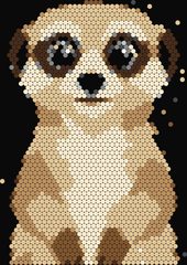 Meerkat