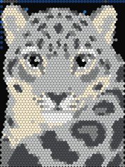 Snow Leopard