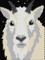 Mountain Goat