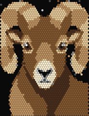 Bighorn Sheep