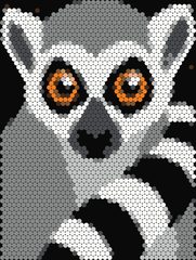Ring-tailed Lemur
