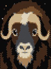 Musk Ox