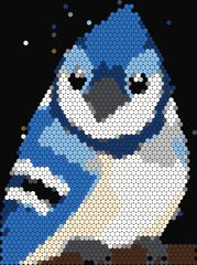 Blue Jay