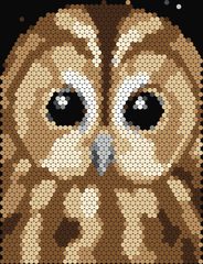 Tawny Owl