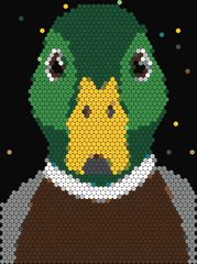 Mallard Duck