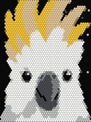Cockatoo
