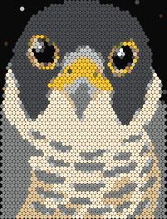 Peregrine Falcon