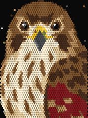 Red-tailed Hawk