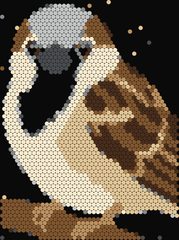 House Sparrow