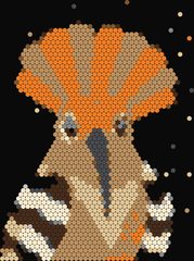 Hoopoe