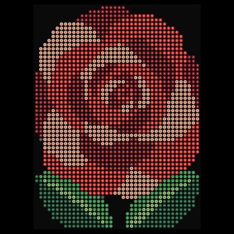 Red Rose