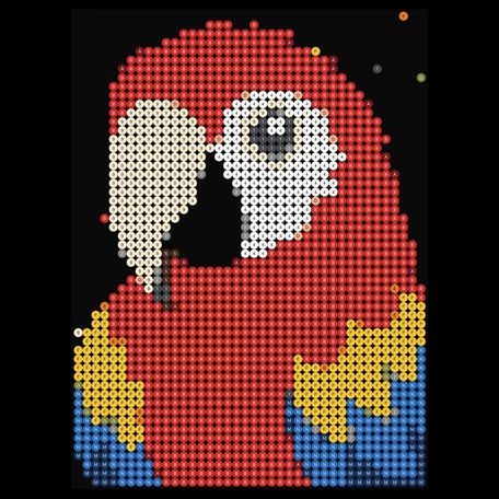 Scarlet Macaw