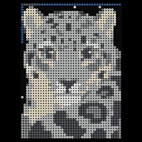 Snow Leopard